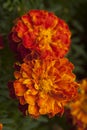 French marigold Royalty Free Stock Photo