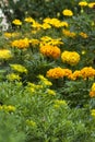 French marigold Royalty Free Stock Photo