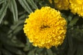 French marigold Royalty Free Stock Photo