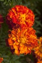 French marigold Royalty Free Stock Photo