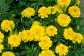 French marigold. Closeup photography