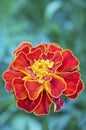 French marigold (Tagetes patula)