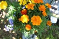 French marigold Tagetes patula