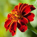 French marigold (Tagetes patula) Royalty Free Stock Photo