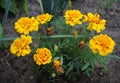 French Marigold in a vegetable garden Royalty Free Stock Photo