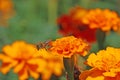 French marigolds