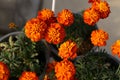French Marigolds flower in the garden