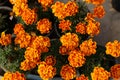 French Marigolds flower in the garden