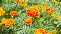 French marigolds in the garden, brightly colored flowers Royalty Free Stock Photo