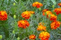 French Marigolds tagetes patula Royalty Free Stock Photo