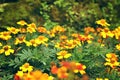 French marigolds (Tagetes patula) flower background