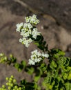 French marjoram, Origanum onites L. in bloom Royalty Free Stock Photo