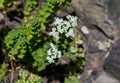 French marjoram, Origanum onites L. in bloom Royalty Free Stock Photo