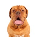 French Mastiff Royalty Free Stock Photo