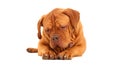 French Mastiff