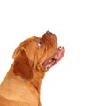 French Mastiff Royalty Free Stock Photo