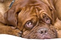 French mastiff Royalty Free Stock Photo