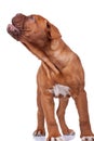 French mastiff barking Royalty Free Stock Photo