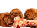 French Mastiff of Bordeaux - Puppy and big raw bone Royalty Free Stock Photo