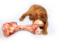 French Mastiff of Bordeaux - Puppy and big raw bone Royalty Free Stock Photo