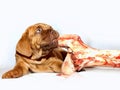 French Mastiff of Bordeaux - Puppy and big raw bone Royalty Free Stock Photo