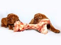 French Mastiff of Bordeaux - Puppy and big raw bone Royalty Free Stock Photo