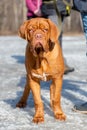 French mastiff bordeauxdog Royalty Free Stock Photo