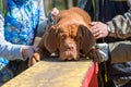 French mastiff (bordeauxdog) scared laying on boom Royalty Free Stock Photo