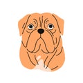 French Mastiff Breed, Dog Avatar. Cute Bordeauxdog, Head Portrait. Canine Face, Muzzle. Dogue De Bordeaux, Purebred