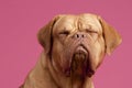 French Mastiff Dog with eyes closed Royalty Free Stock Photo