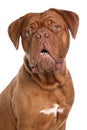 French mastiff  or Dogue de Bordeaux Royalty Free Stock Photo