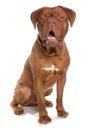 French mastiff  or Dogue de Bordeaux Royalty Free Stock Photo