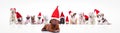 French mastiff leading a large group of santa claus dogs Royalty Free Stock Photo