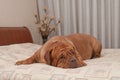 French Mastiff is lying on her master's bed