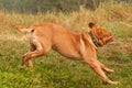 French Mastiff running quickly to his master