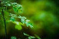 French Meadow Rue Columbine Meadow Rue with water drops in the forest. Macro shot. Royalty Free Stock Photo