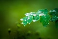 French Meadow Rue Columbine Meadow Rue with water drops in the forest. Macro shot. Royalty Free Stock Photo