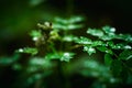 French Meadow Rue Columbine Meadow Rue with water drops in the forest. Macro shot. Royalty Free Stock Photo