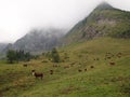 French mountains with green grass and cows