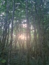 French Natural forest with light