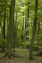 French oak and beech forest