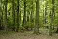 French oak and beech forest trees Royalty Free Stock Photo