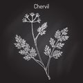 French parsley or garden chervil Anthriscus cerefolium , spice and medicinal plant