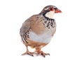 French Partridge, Alectoris rufa Royalty Free Stock Photo