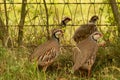 4 French Partridges aka Red Legged, Alectoris rufa, next to hedgerow fencing