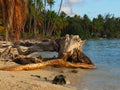 French Polinesia lonly beach with old trunk