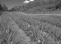 French Polynesia: Pineapple plantation on Tahiti and Moorea Islands Royalty Free Stock Photo