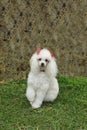 French poodle 7