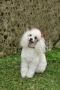 French poodle attentive Royalty Free Stock Photo