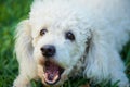 French poodle barking on grass